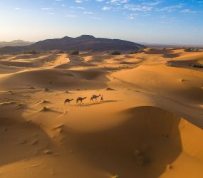 desert and camels